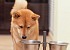 Wskazówki dotyczące zamawiania karmy dla psów online
