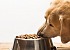 Jak wybrać najlepszą karmę dla psa: Przewodnik dla właścicieli zwierząt domowych