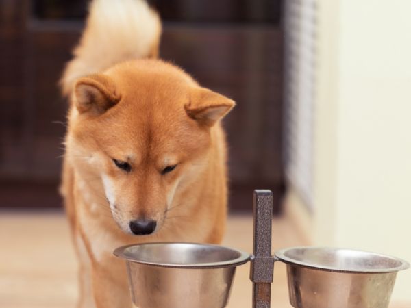 Wskazówki dotyczące zamawiania karmy dla psów online