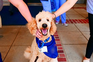 Co to jest Dogoterapia: Uzdrawiające korzyści z terapii z udziałem psów
