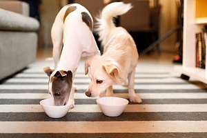 Najlepsze jedzenie dla psów: Ostateczny przewodnik, aby dokonać decydującego wyboru