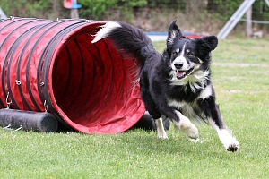 Co to jest szkolenie Agility dla psów? Przewodnik dla początkujących